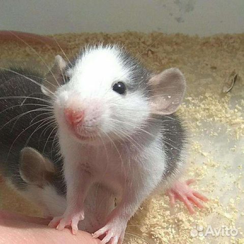 Крыса дамбо