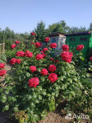 Роза Софи Лорен, Ritausma,Фламентанц, Парад