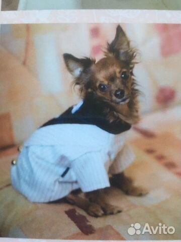 Смокинг для собаки