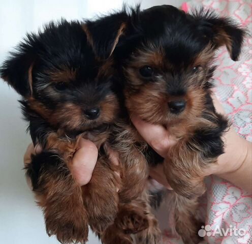 Щенки мини Йоркширский терьер