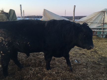 Абердин ангус бык производитель вес 450 кг - фотография № 2