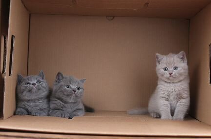 Британские котята малчики 1,5 мес