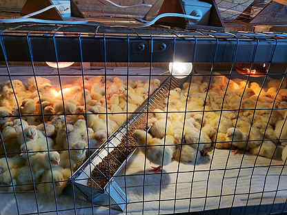 Бройлеры: инкубационное яйцо, цыплята