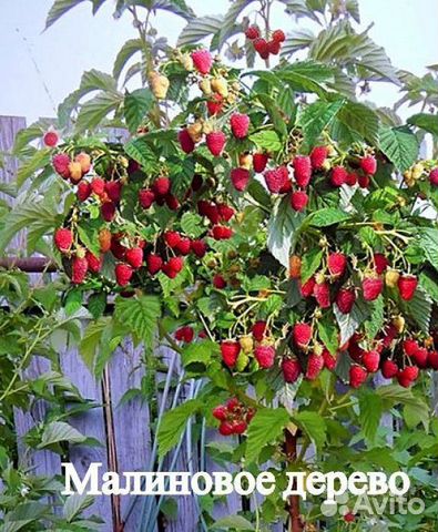 Малиновое дерево