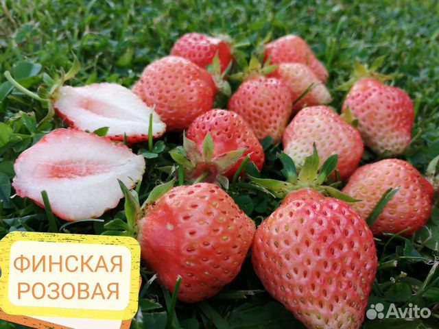 Финская клубника фото