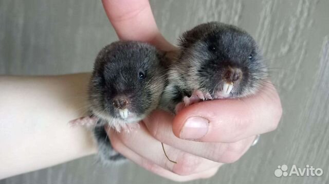 Слепушонки