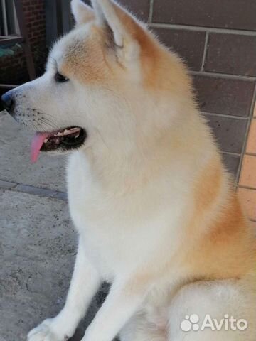 Вязка Акита Ину самец
