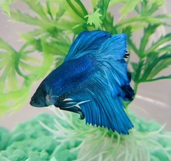 Аквариум+рыбка (петушок), грунт