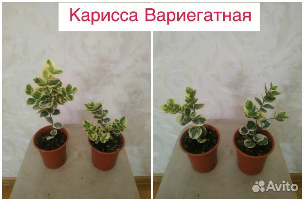 Карисса вариегатная фото