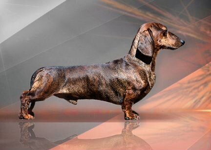 Миниатюрный тигровый кобель таксы для вязки