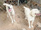 Собаки породы Алабай Цена:договорная объявление продам