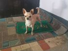 Собака маленькая порода чихуахуа объявление продам