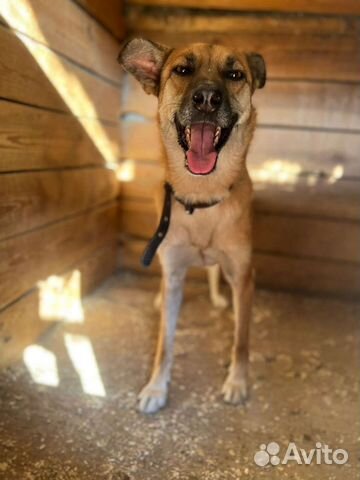 Пёс Бивис мечтает о крыше над головой