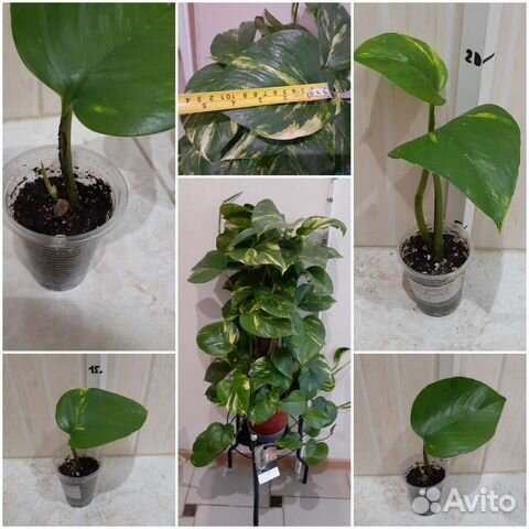 Эпипремнум Альба, Aureus, Yellow