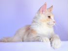 Котёнок Мейн-Кун, котик 6 месяцев объявление продам