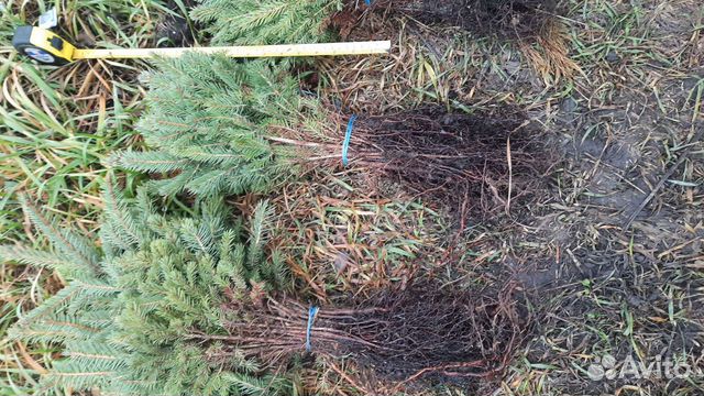 Ель голубая глаука