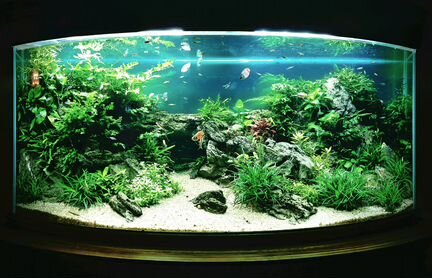 Оформление и обслуживание пресноводных аквариумов