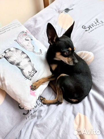 Передержка животных, зооняня, груминг