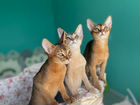 Абиссинские котята из питомника объявление продам
