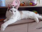 Турецкая ангора кот бесплатно объявление продам