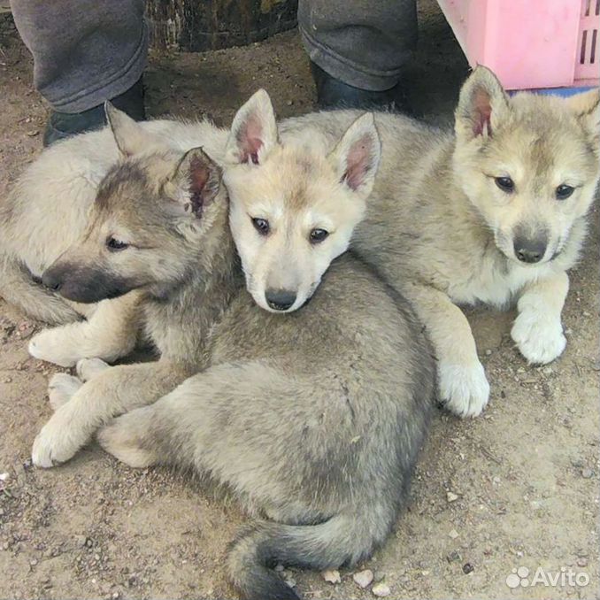 санкт петербург лайка. малыши хаски фото щенки. отель лайка на московском. новорожденные щенки хаски черные. санкт петербург лайка.