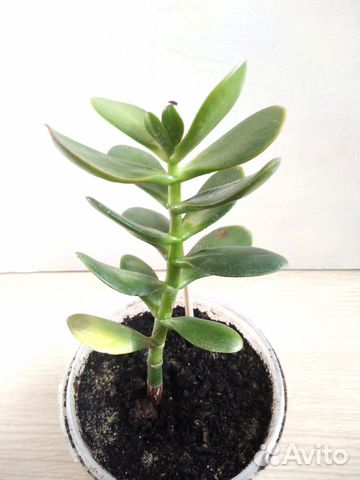 Tolstyanka Obyknovennaya Kupit V Eliste Tovary Dlya Doma I Dachi Avito