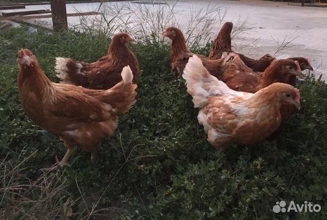 Молодые курочки несушки