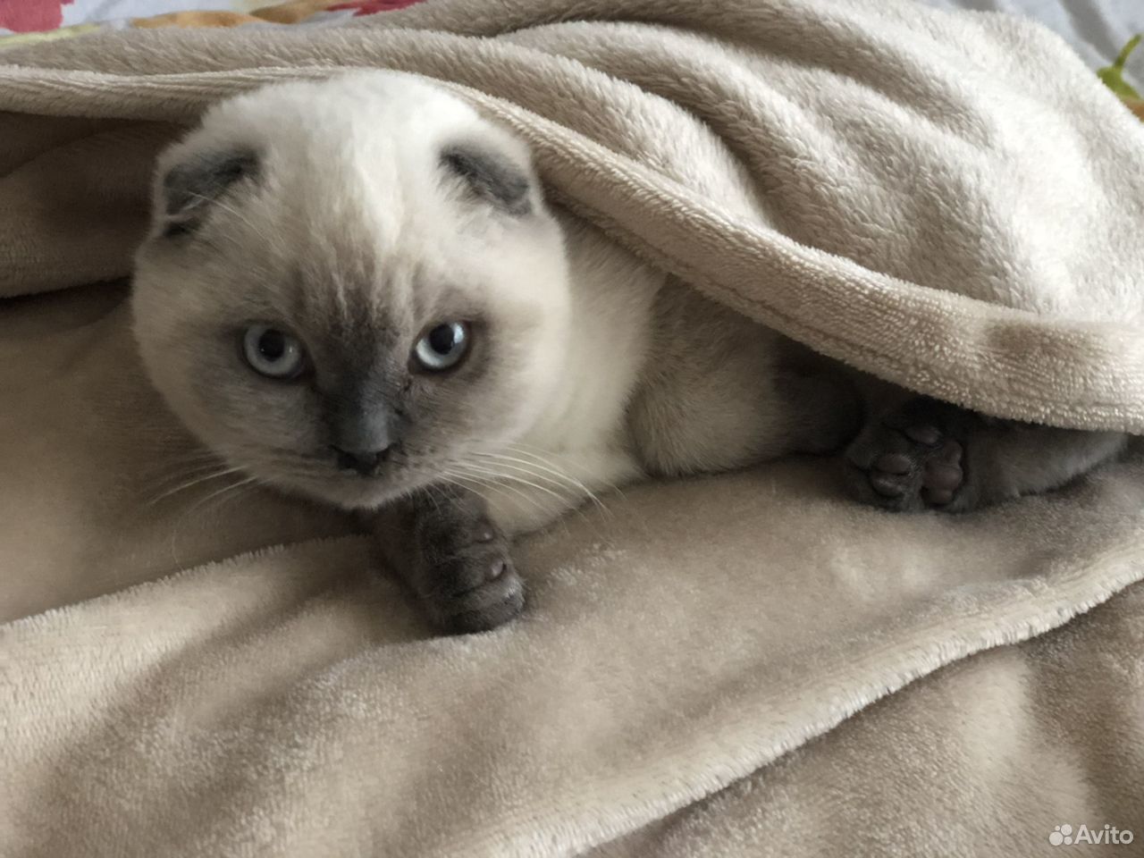 Сиамский вислоухий кот
