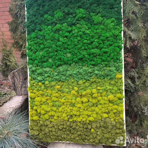 Панно из стабилизированного мха