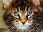 Мейн-кун котята с документами объявление продам