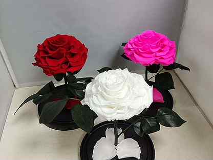 Купить цветы воронеж по оптовым ценам розы мишка