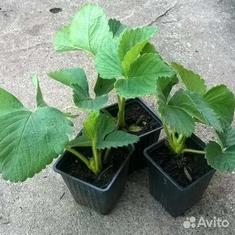 Земклуника Купчиха, земляника саженцы