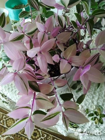 Традесканция