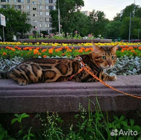 Бенгальский кот (Вязка)