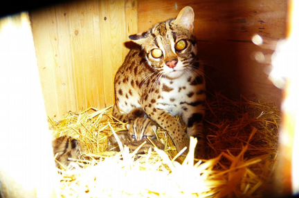 Алки. Малыши алк. Продажа алков. 22.Янв.23г алк