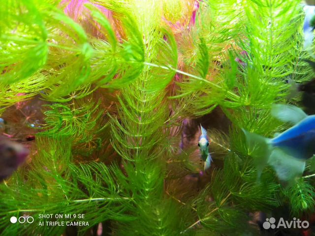 Роголистник, валиснерия и пистия для аквариума