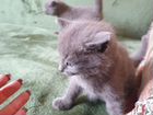 Кошка породы русская голубая объявление продам