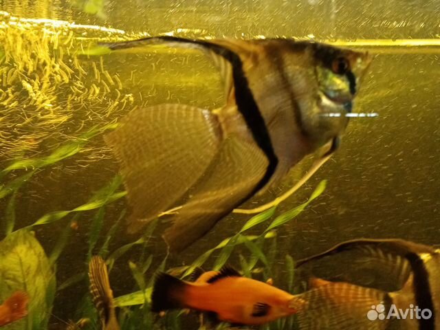 Меченосец красный, черный, скалярия, сомики