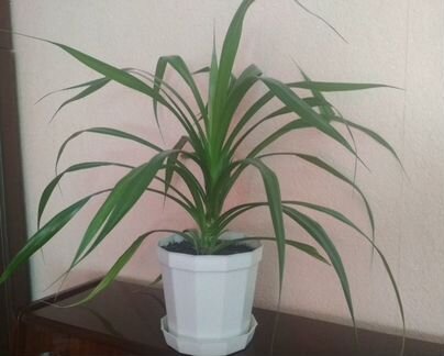 Панданус (винтовая пальма)