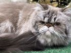 Персидский кот - Вязка