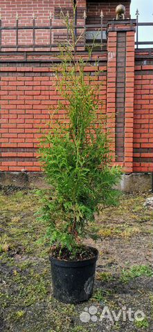 Продам туи, туя с питомника