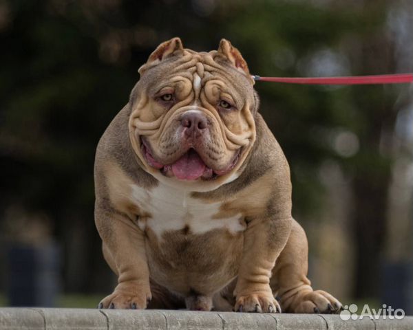 Экзот мальчик и булли