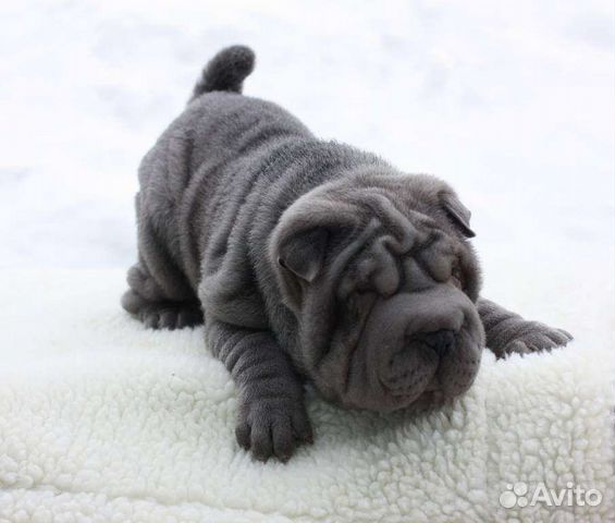 Щенки шарпей