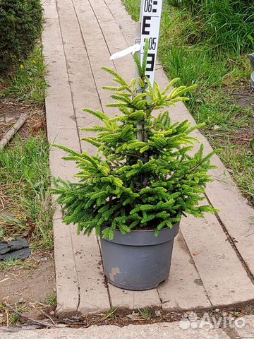 Ель Ауреспиката