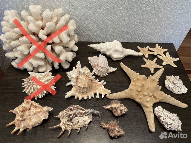 Раковины и морские звезды