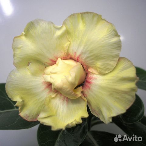 Привитые адениумы от моих сеянцев