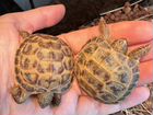 Черепахи сухопутные +Террарумум объявление продам