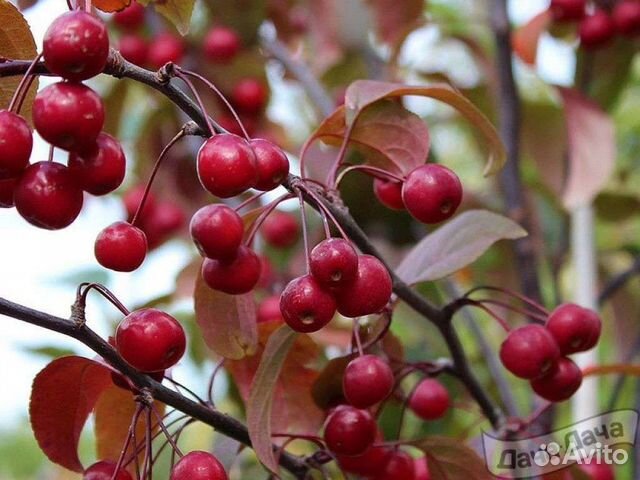 Яблоня декоративная Ред джет