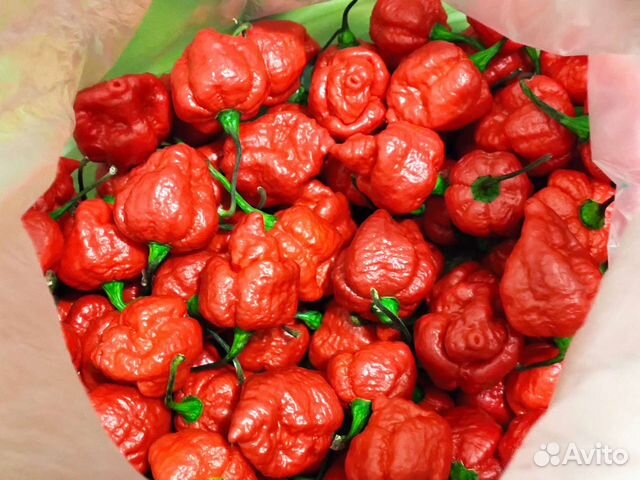 Семена острых и сверхострых перцев