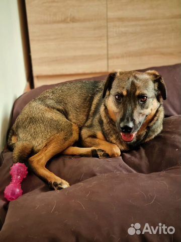 Лукас - Приютский пес с удивительной душой